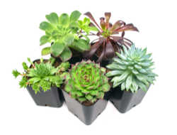 five small succulent plants