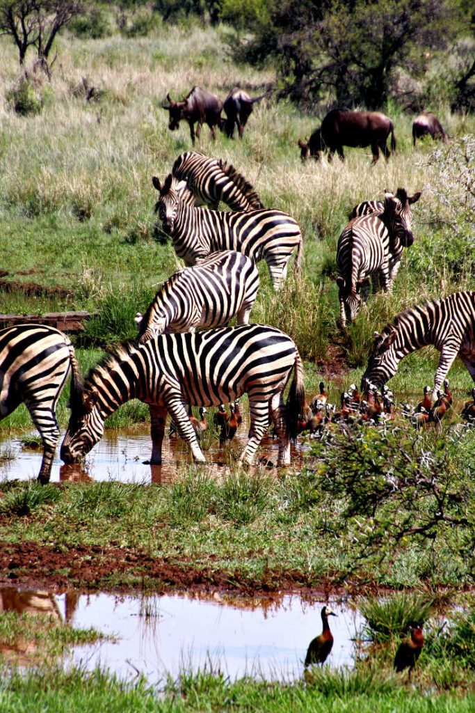 100 life goals example: zebras on safari